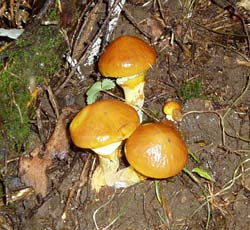 �����ڂ�