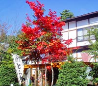 �R�ؖȂ̓X����g�t���Ă܂��B