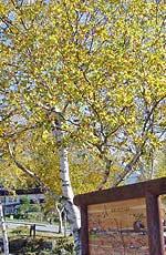 ���_�΂̔����̖�